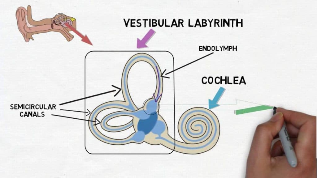 Movement stimulates the vestibular system